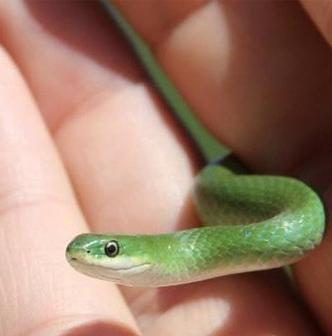 某人手中光滑的绿蛇. 