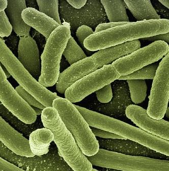 细菌的显微图像.